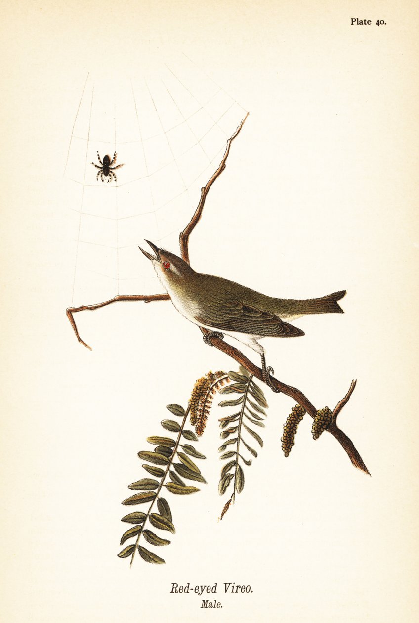 Roodoogvireo, Vireo olivaceus, mannetje door John James (after) Audubon