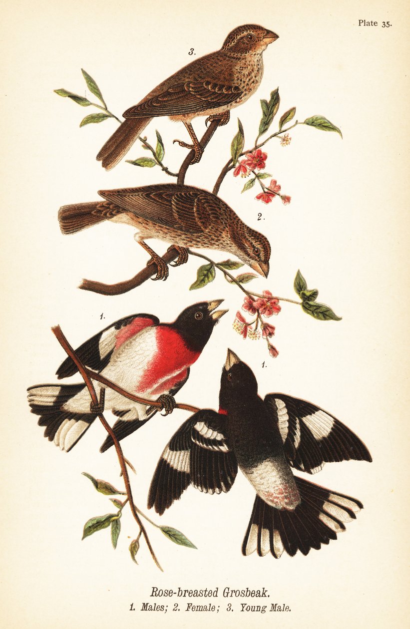 Roodborstgors, Pheucticus ludovicianus door John James (after) Audubon