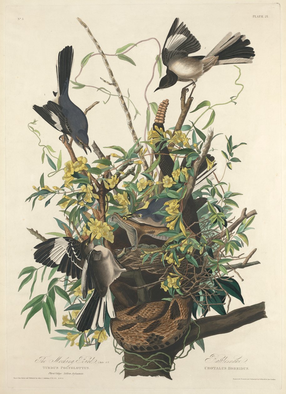 De Spotvogel door John James (after) Audubon