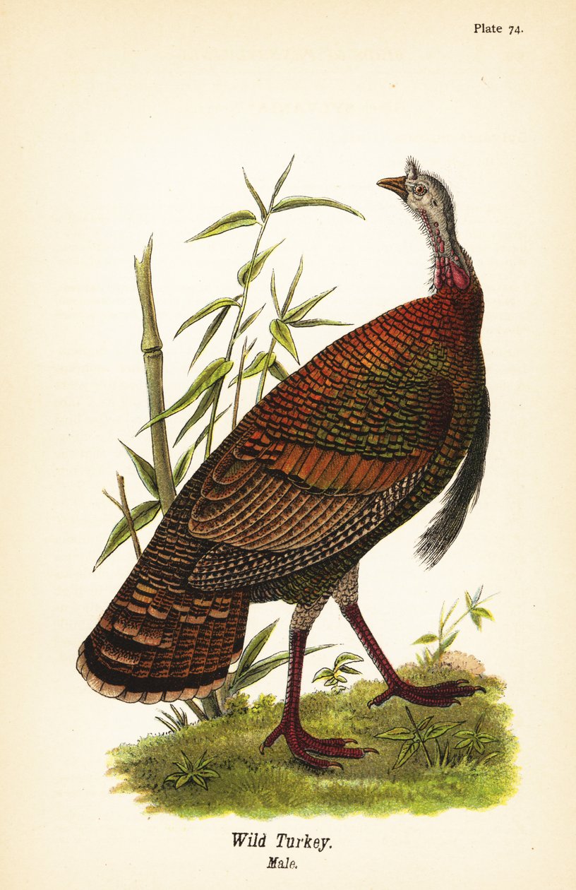 Wilde kalkoen, Meleagris gallopavo, mannetje door John James (after) Audubon