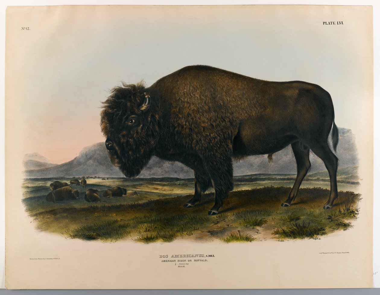 Amerikaanse bizon of buffel door John James Audubon