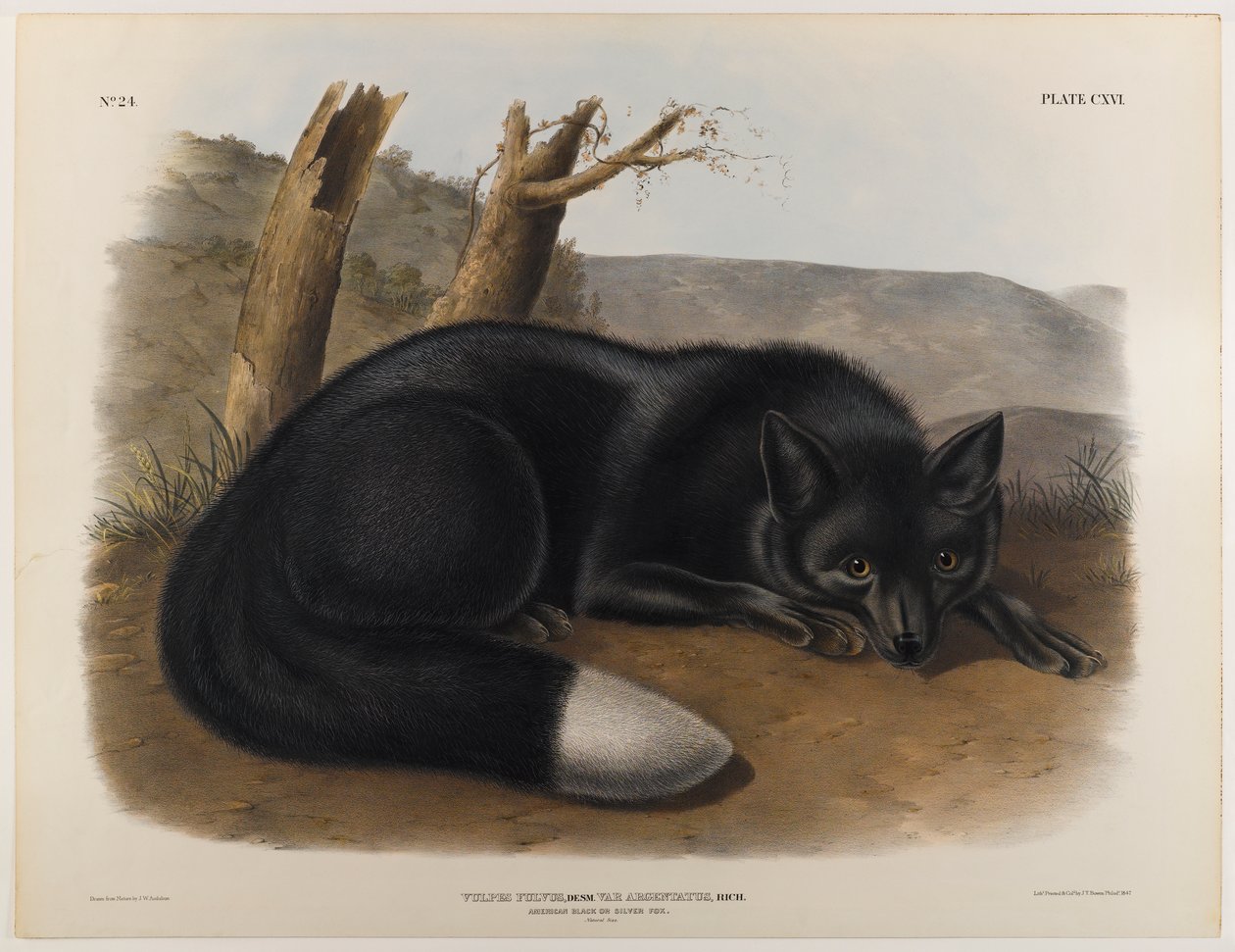 Amerikaanse zwarte of zilvervos door John James Audubon