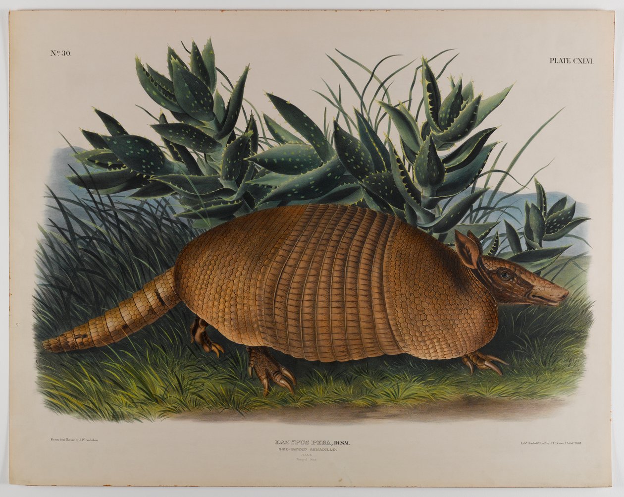 Gordeldier door John James Audubon