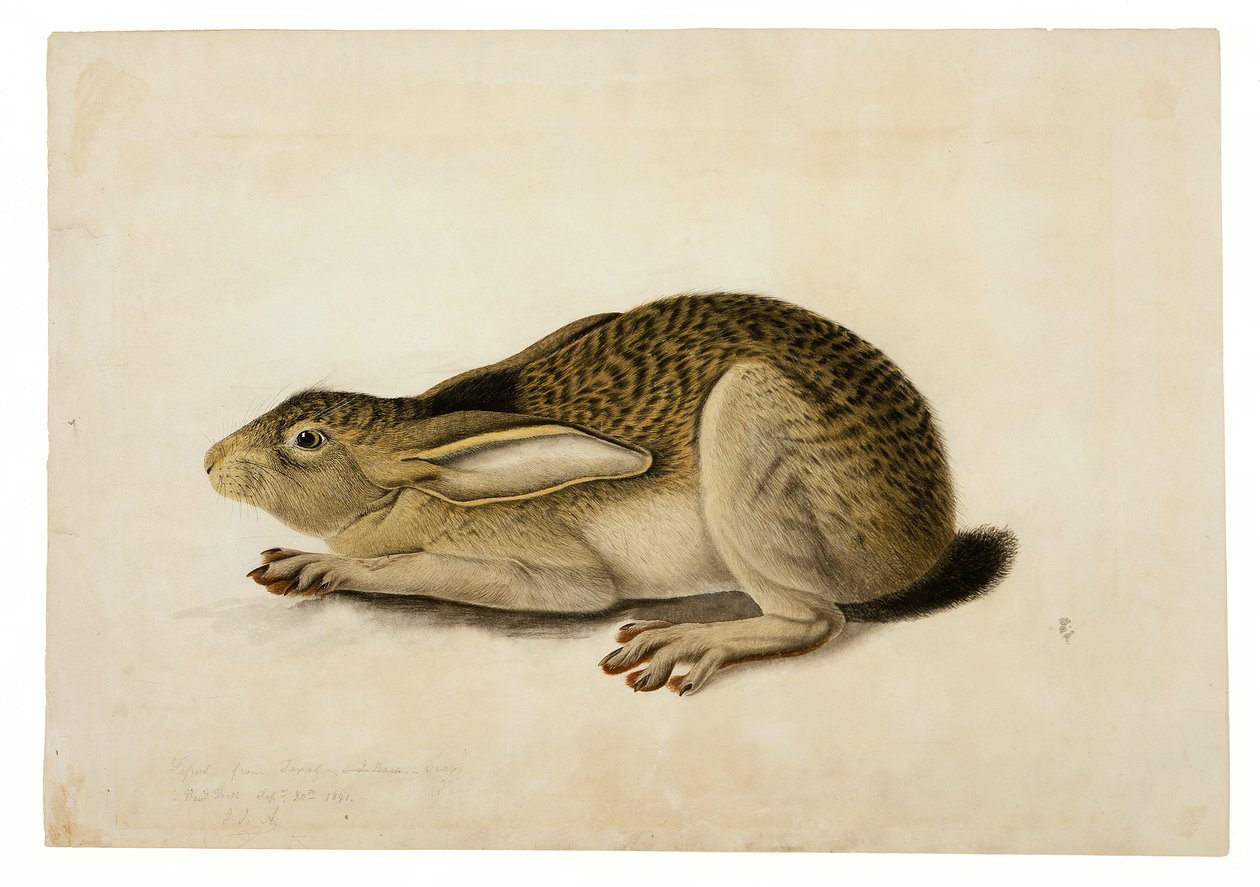 Zwartstaarthaas door John James Audubon
