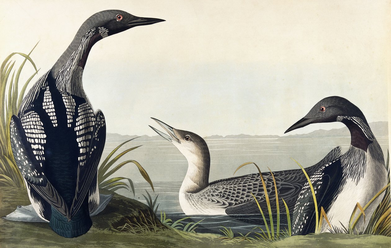 Zwarte zeeduiker door John James Audubon