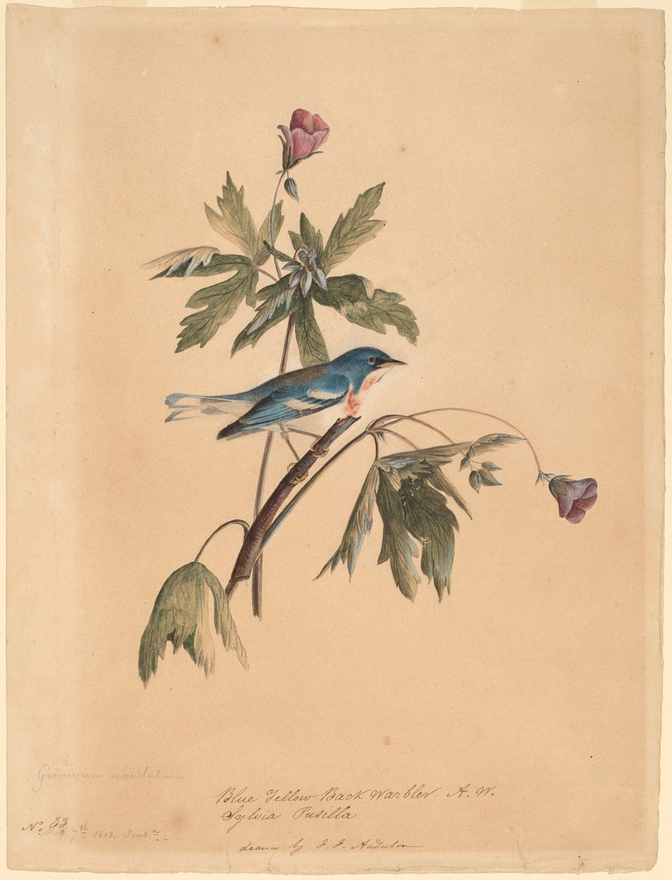 Blauw-gele rugzanger door John James Audubon