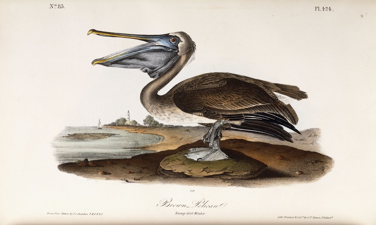 Bruine pelikaan door John James Audubon