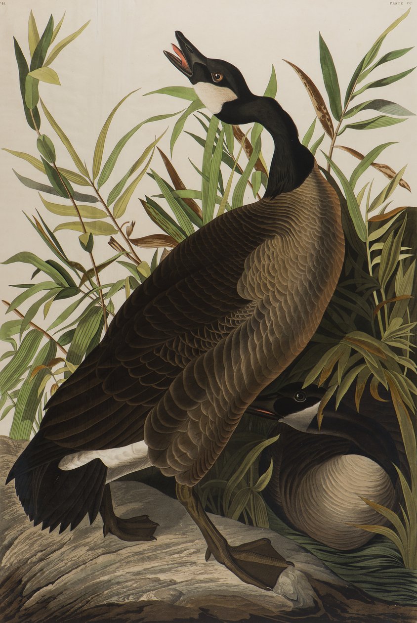 Canadese Gans, 1827-1838 door John James Audubon