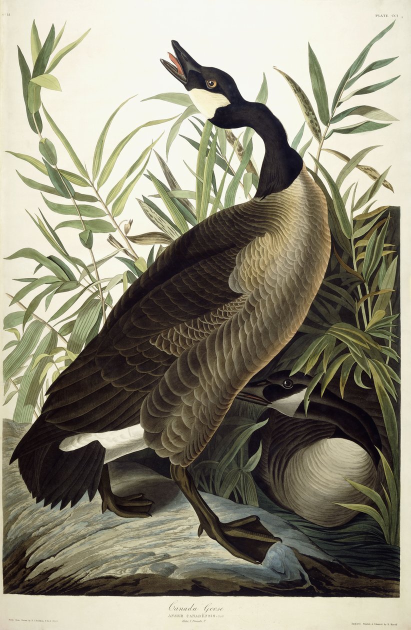 Canadese Gans, c.1827-1838 door John James Audubon