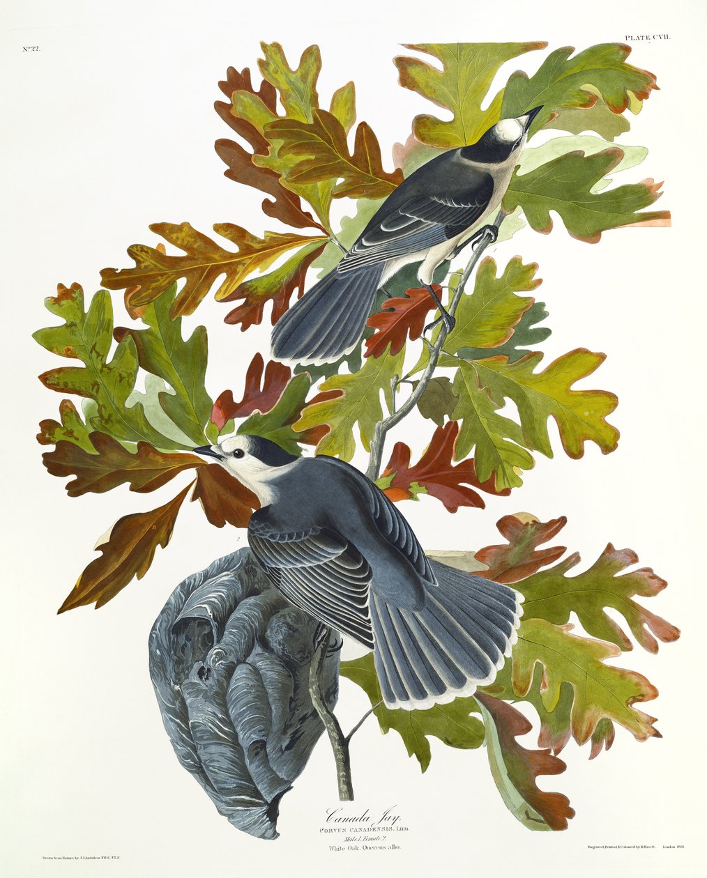 Canada Gaai door John James Audubon