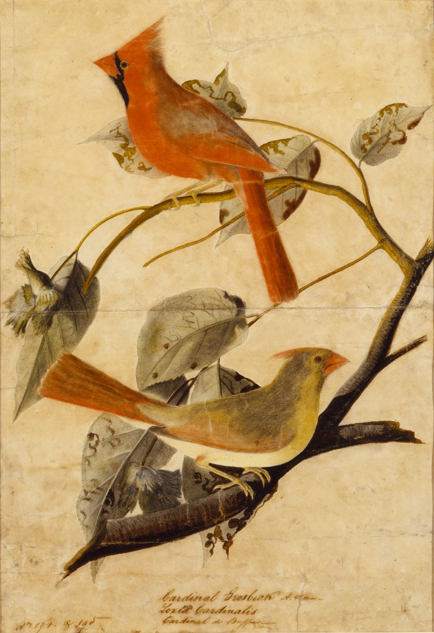 Kardinaalsnavel door John James Audubon