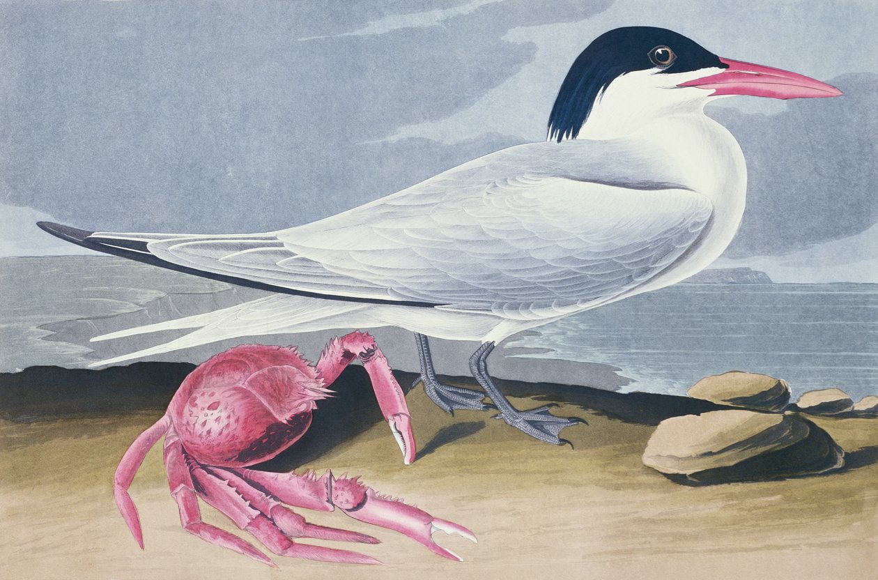 Cayenne Stern door John James Audubon
