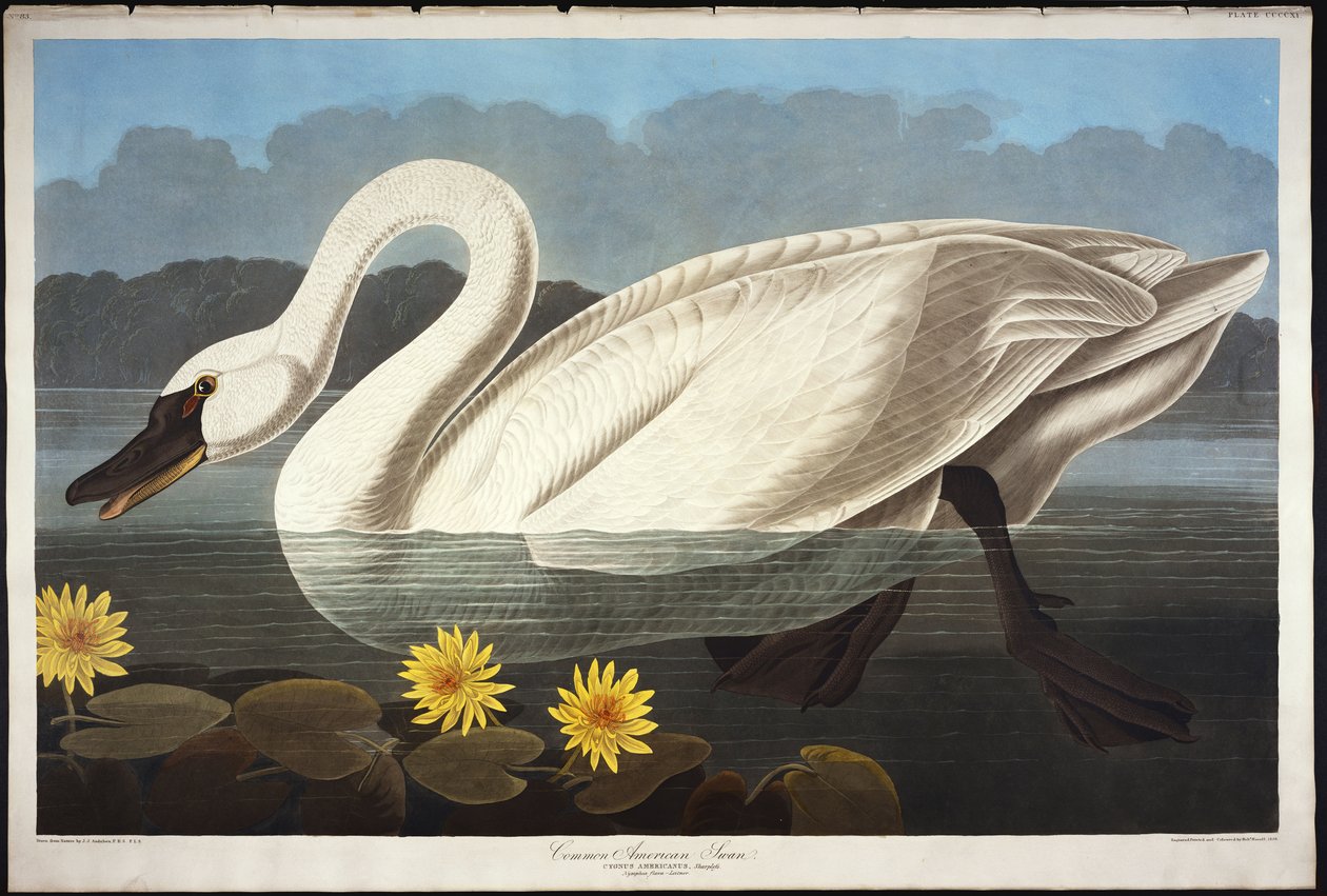 Gewone Amerikaanse Zwaan. Fluitende Zwaan door John James Audubon