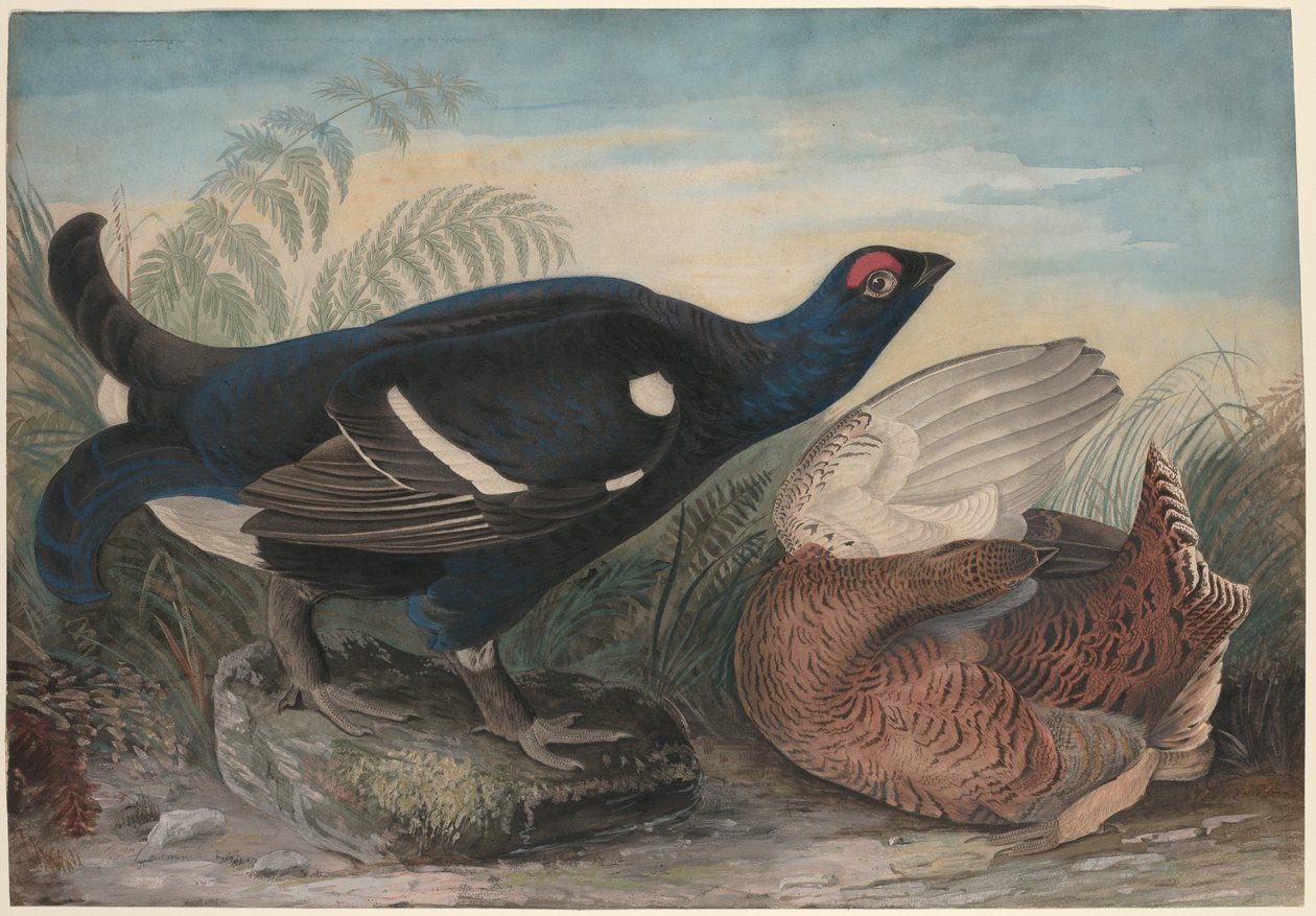 Engelse Zwarte Hanen door John James Audubon