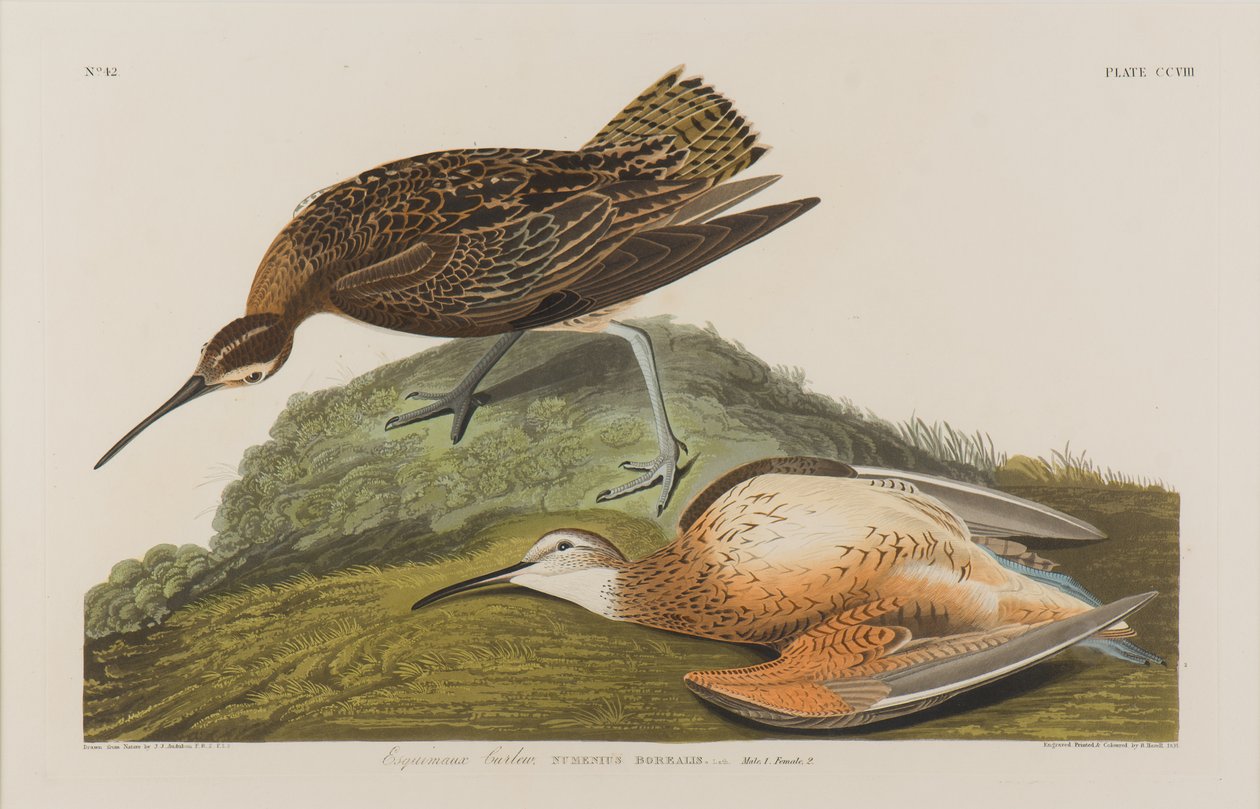 Eskimo Wulp, 1834 door John James Audubon