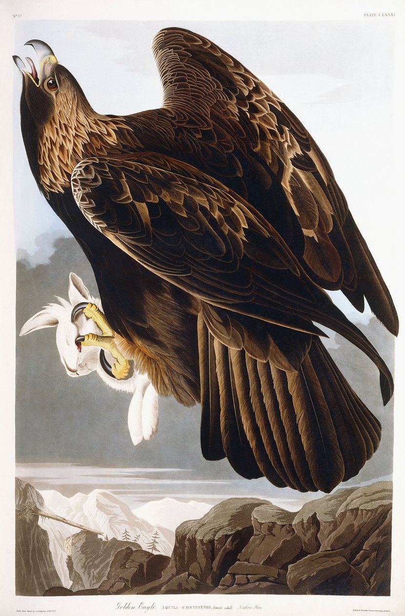 Steenarend, 1833 door John James Audubon