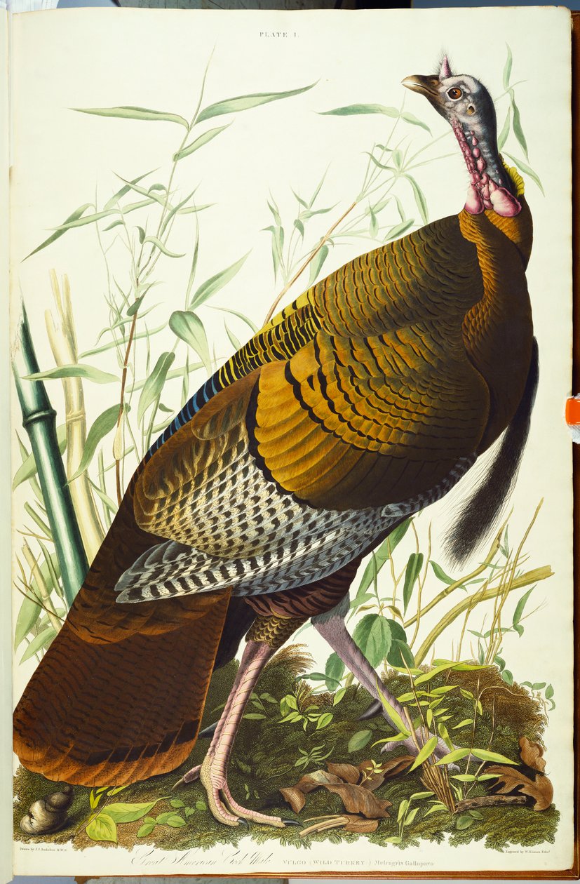 Grote Amerikaanse Beck mannetje. Wilde kalkoen door John James Audubon