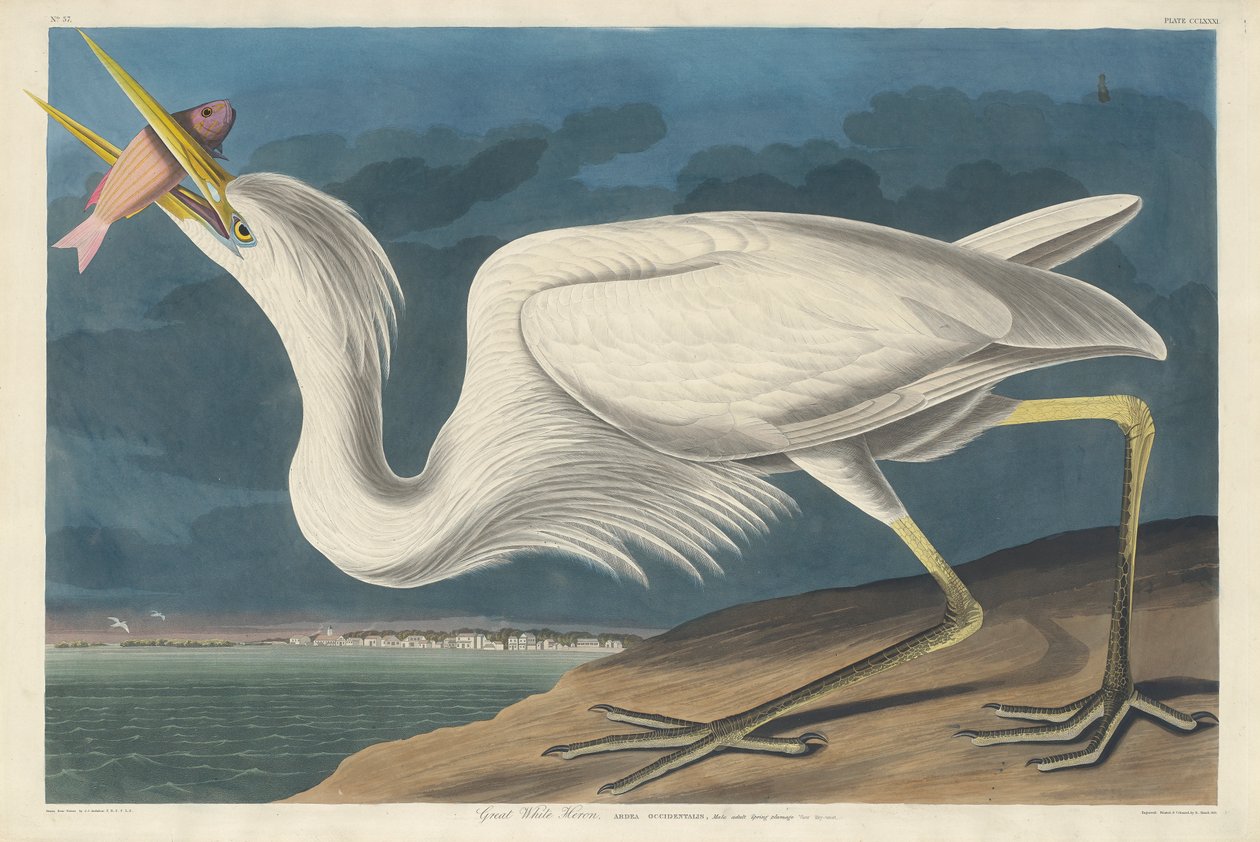 Grote Witte Reiger, 1835 door John James Audubon