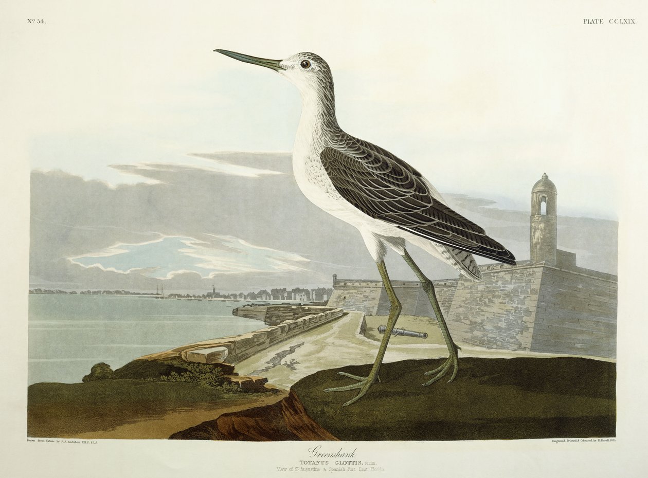 Greenshank, Uitzicht op de St, 1835 door John James Audubon