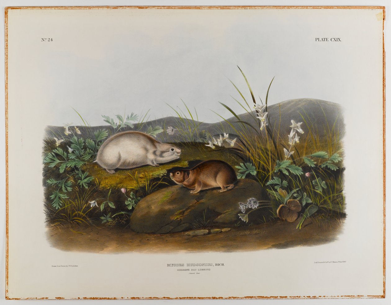 Hudsons Bay lemming door John James Audubon