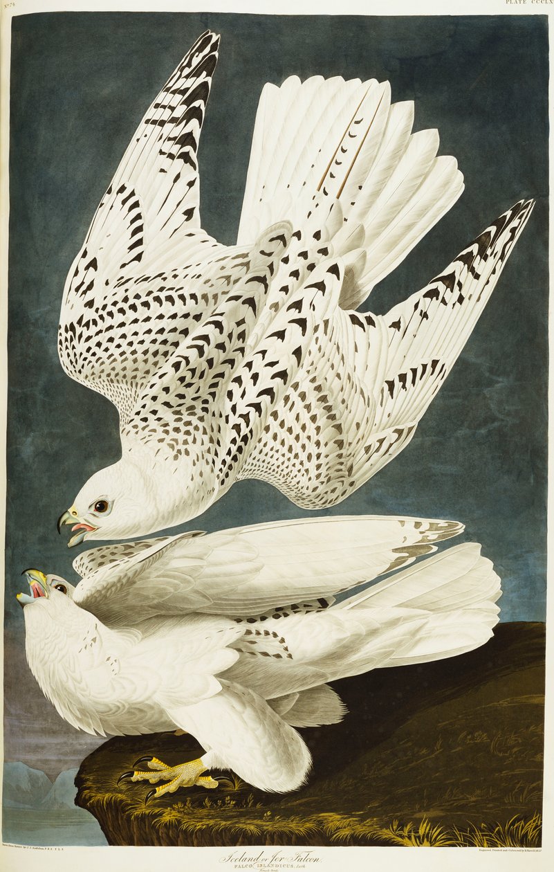 IJslandse of Jer valk. Giervalk door John James Audubon
