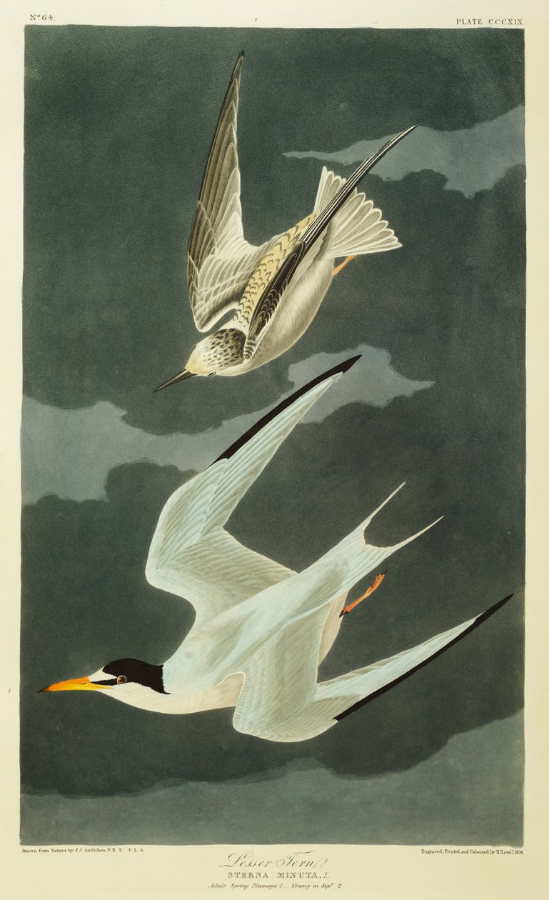 Kleine Stern door John James Audubon