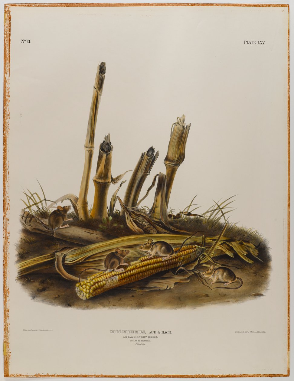 Kleine oogstmuis door John James Audubon