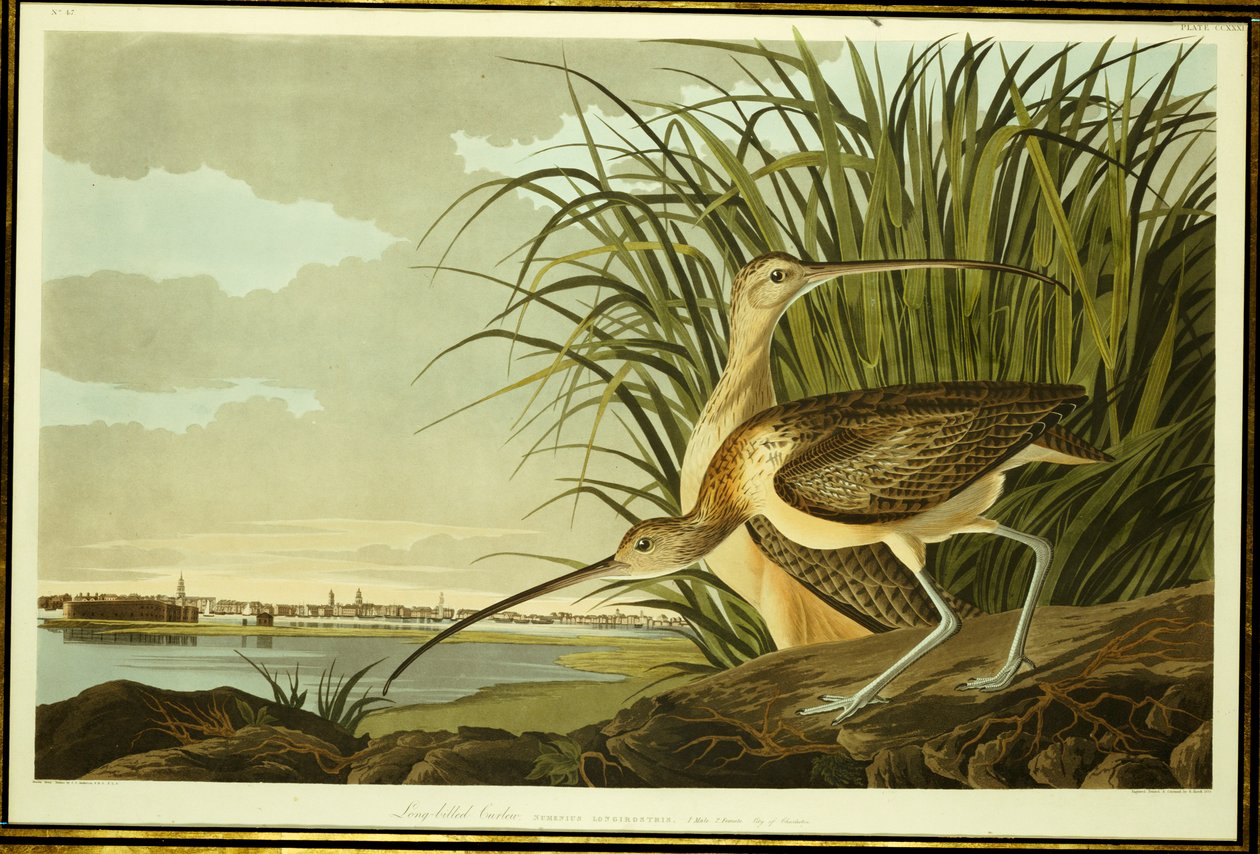 Mannelijke en Vrouwelijke Langsnavelwulp door John James Audubon