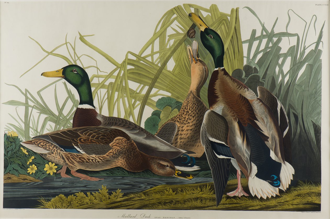 Wilde Eend, 1834 door John James Audubon