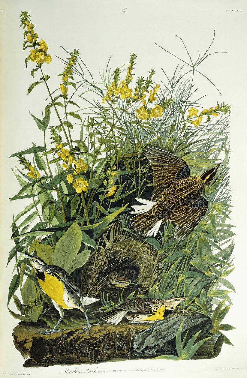 Weidelijster, 1832 door John James Audubon