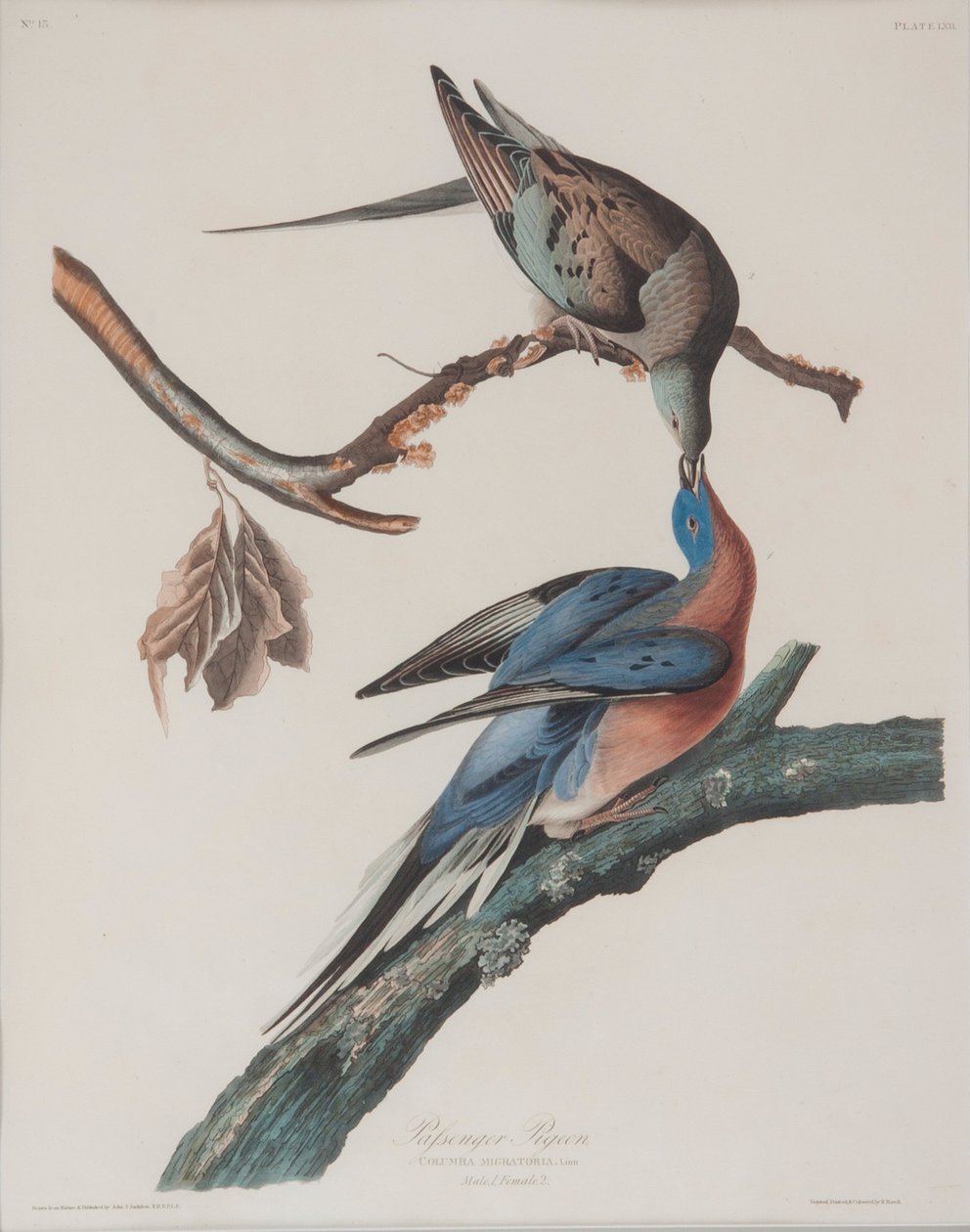 Passagiersduif door John James Audubon