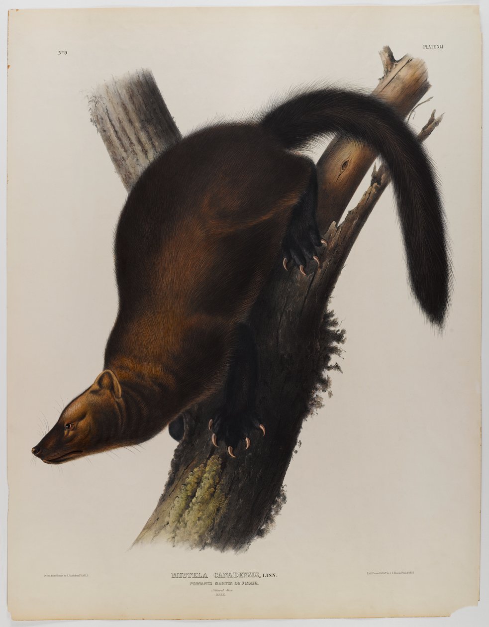 Pennants marter of visser door John James Audubon