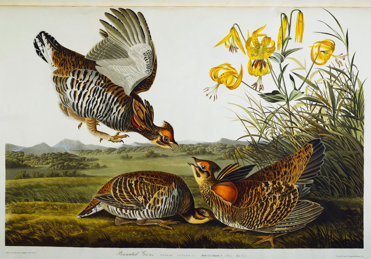 Grote prairiekip door John James Audubon