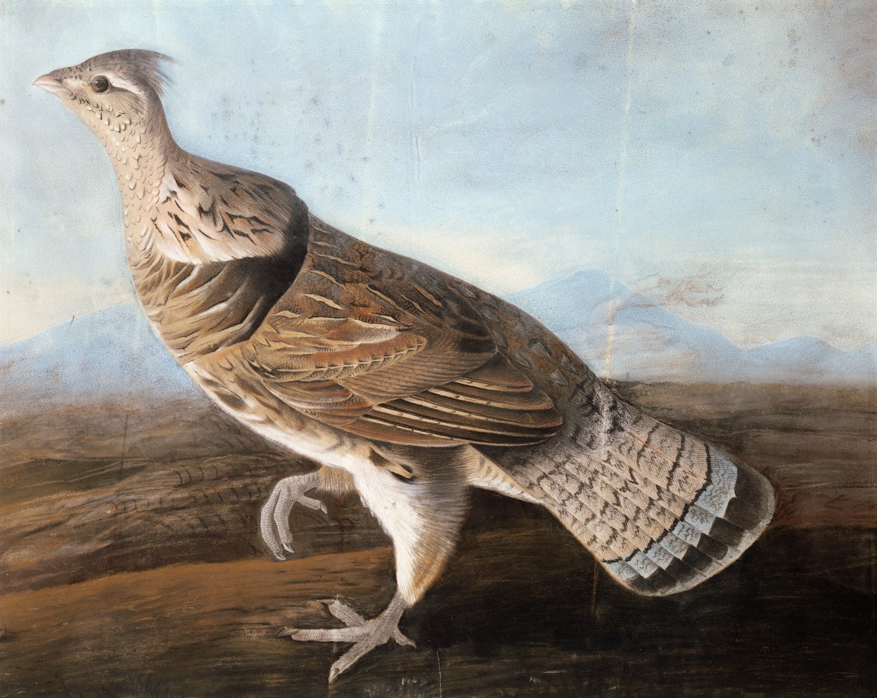 Ruffed Gans, ca. 1812 door John James Audubon
