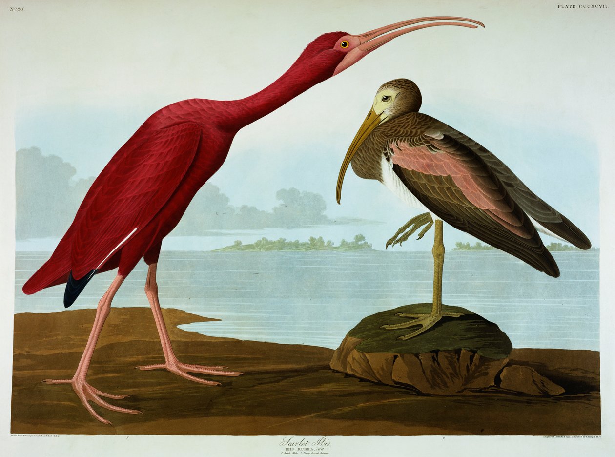 Rode Ibis door John James Audubon