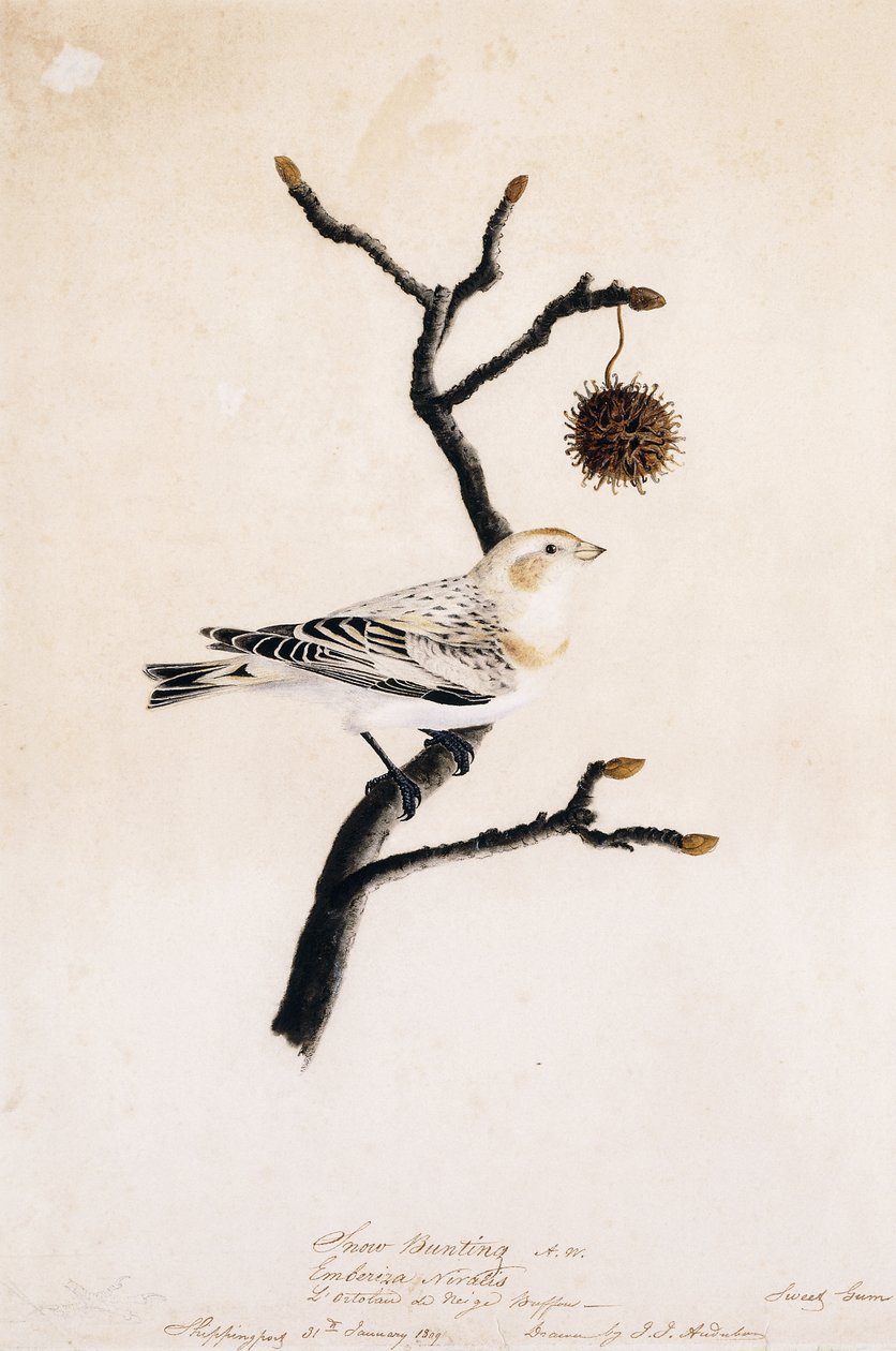 Sneeuwgors, 1809 door John James Audubon