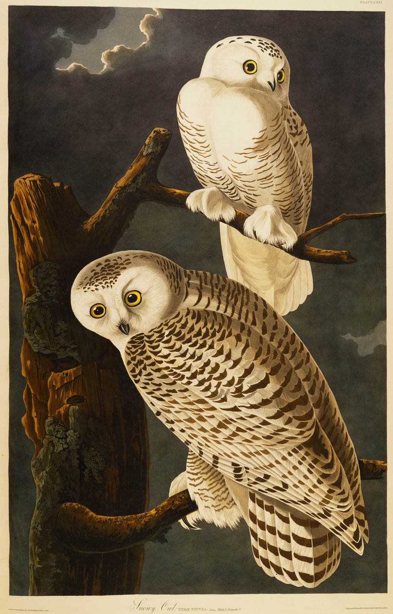 Sneeuwuil door John James Audubon