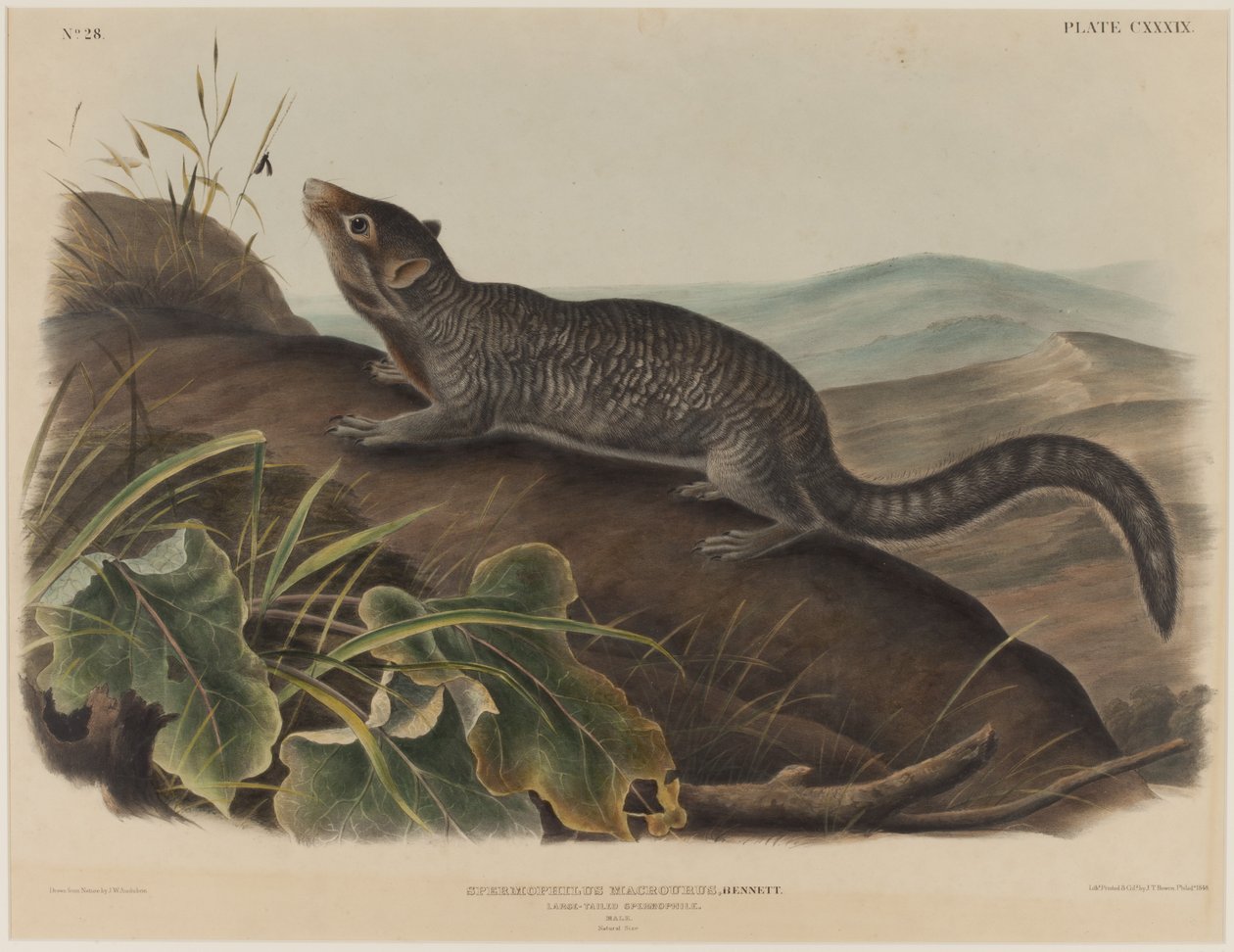 Spermophilus Macrourus (Grootstaartige Eekhoorn) door John James Audubon
