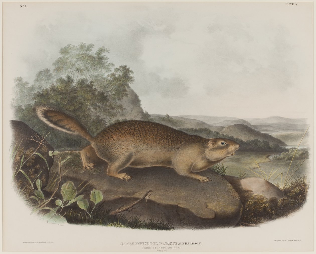Spermophilus Parry (Parry