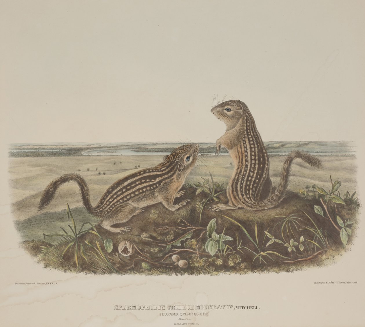 Spermophilus Tridecemlineatus (Twee luipaardeekhoorns) door John James Audubon