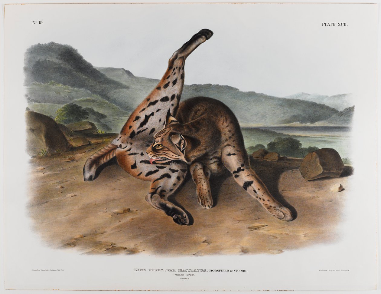Texaanse lynx door John James Audubon