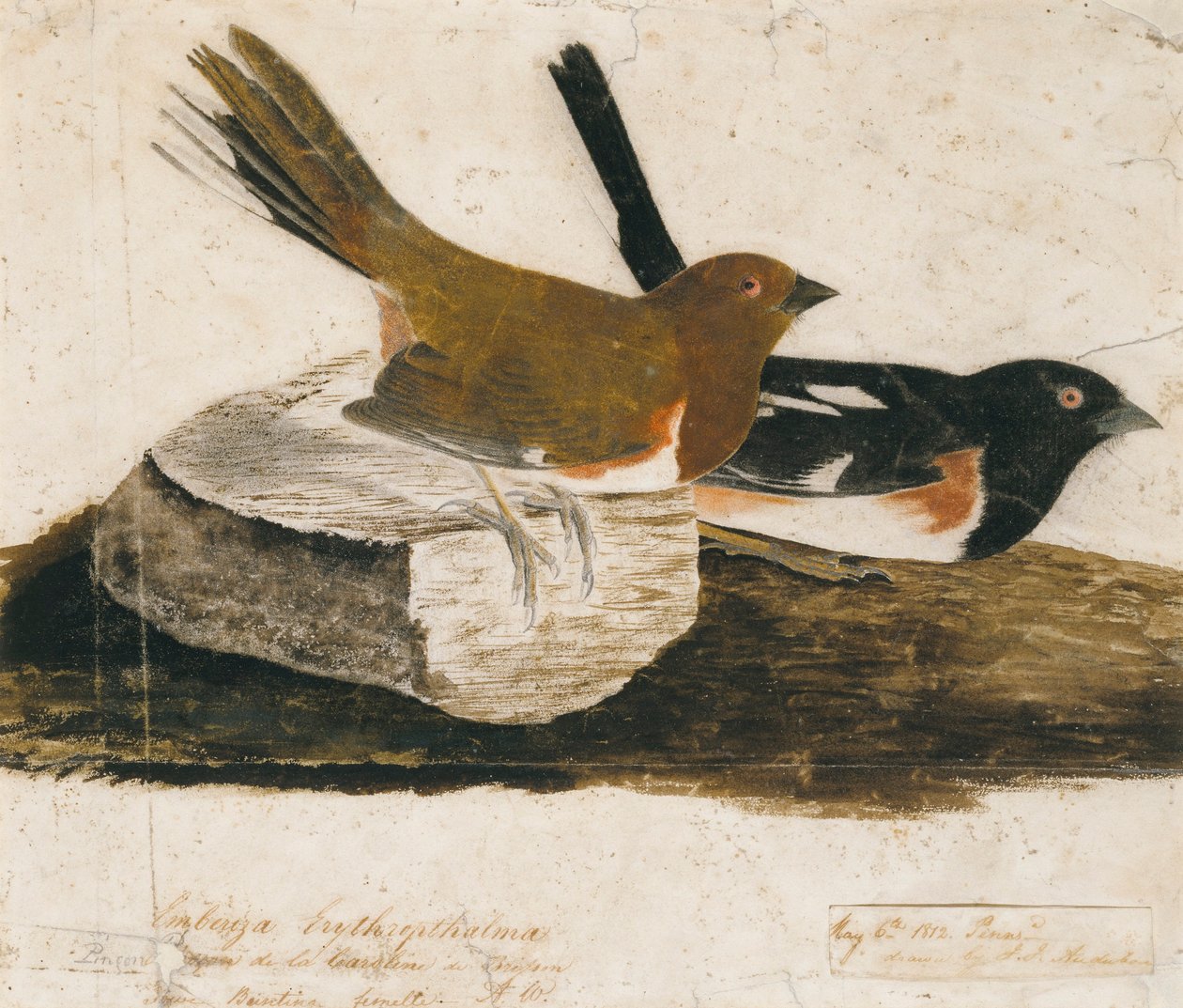Boomgors door John James Audubon