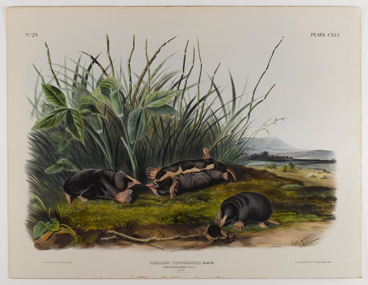 Townsends spitsmuismol door John James Audubon