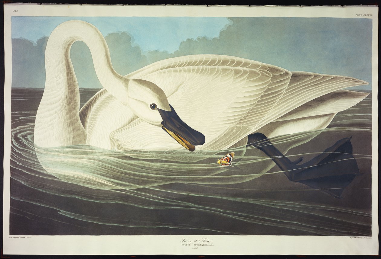 Trompetzwaan door John James Audubon