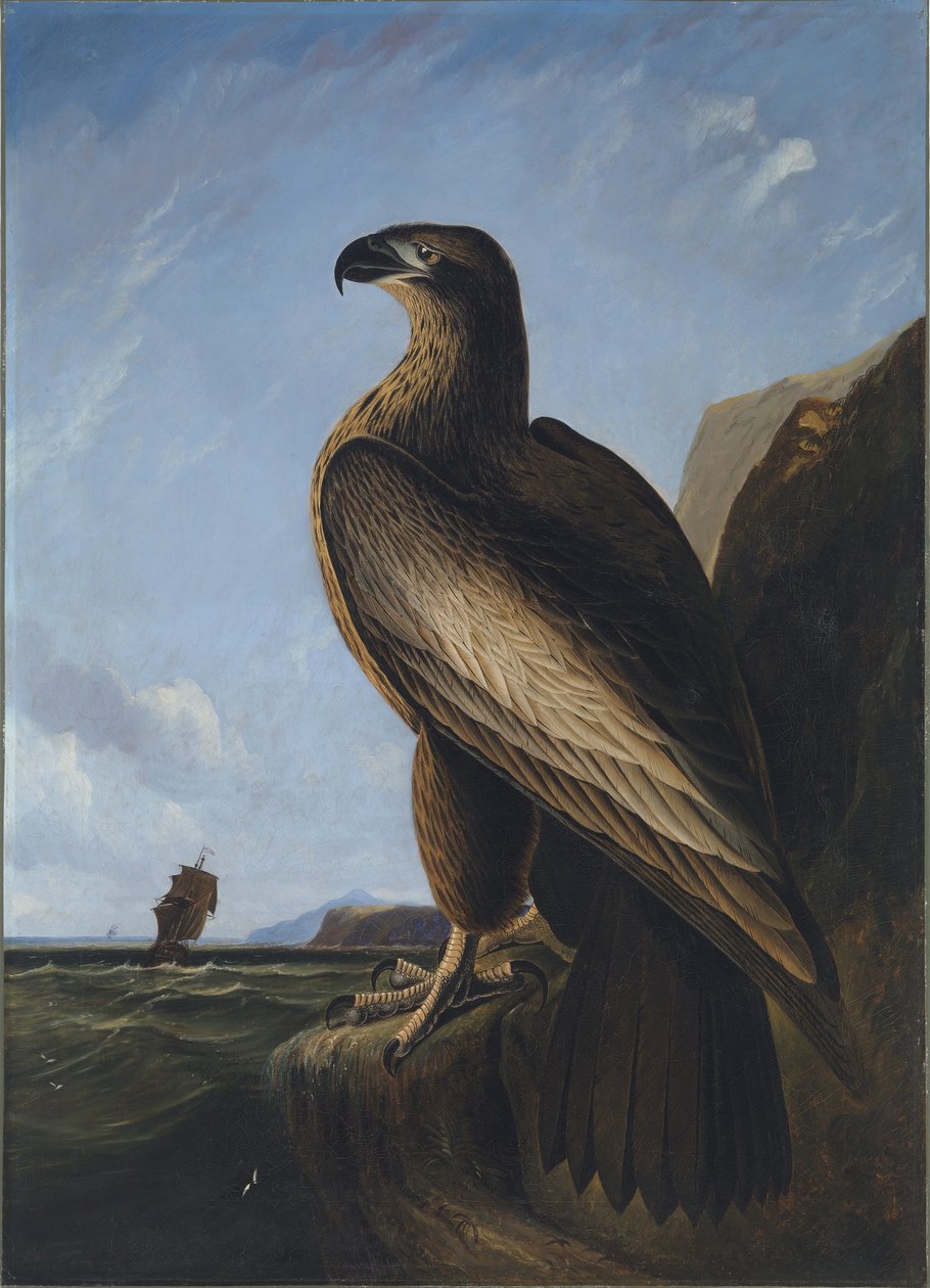 Washington Zeearend door John James Audubon