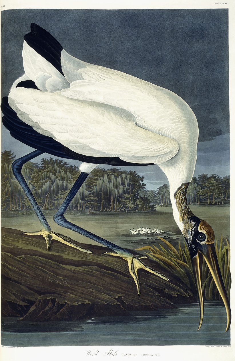 Houtibis, 1834 door John James Audubon