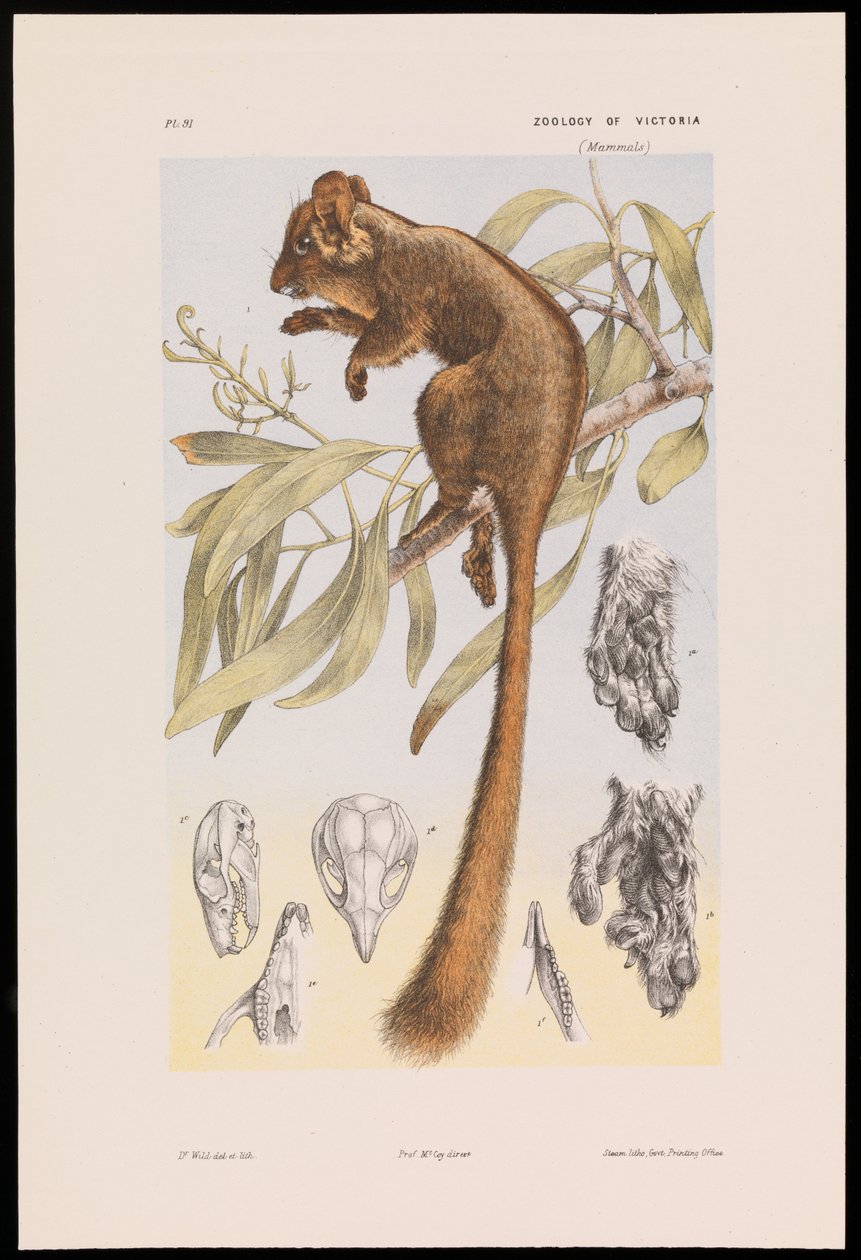 Loodbeaters buidelrat, Gymnobelideus leadbeateri door John James Wild