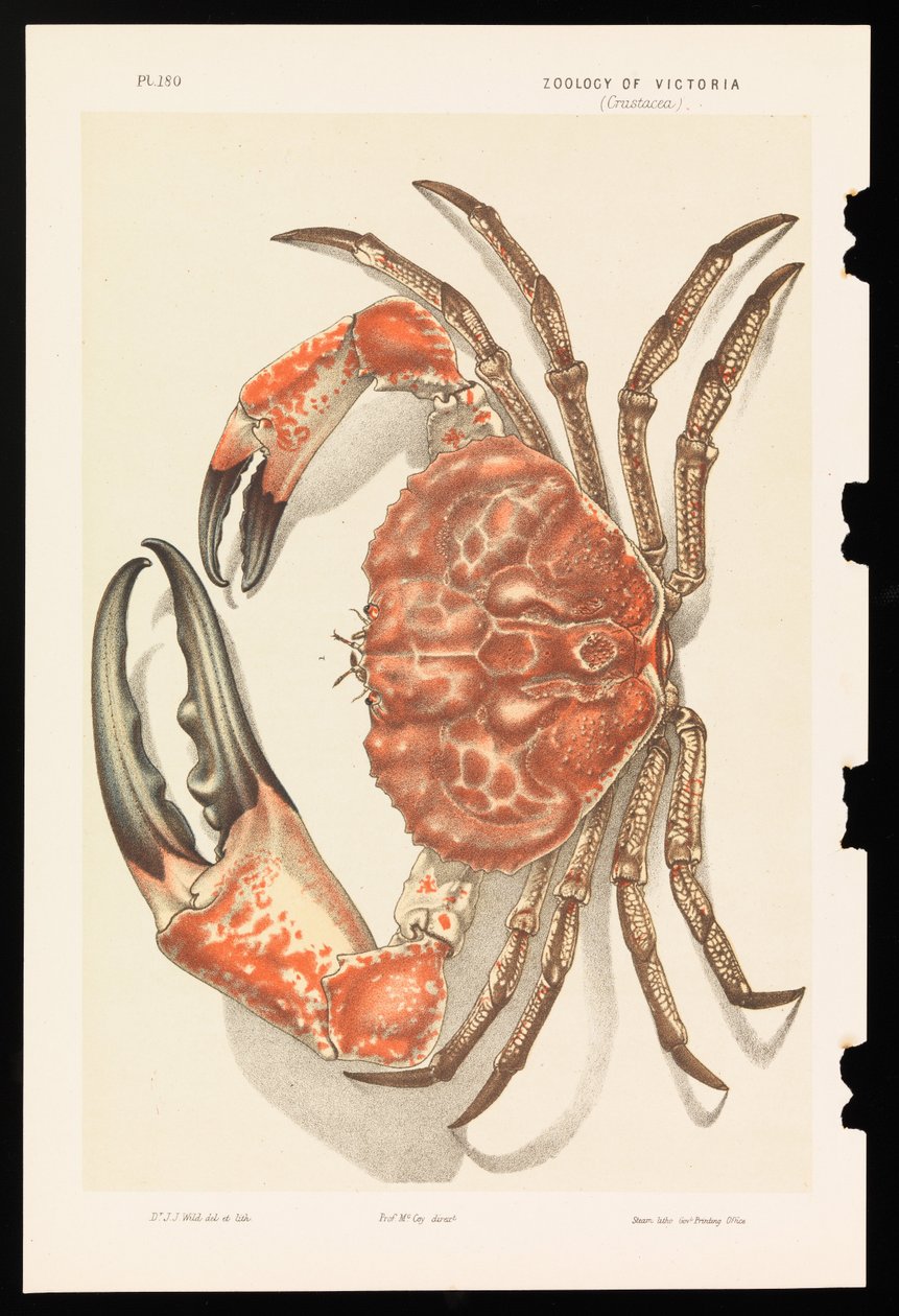 Tasmaanse Reuzenkrab, Pseudocarcinus gigas door John James Wild