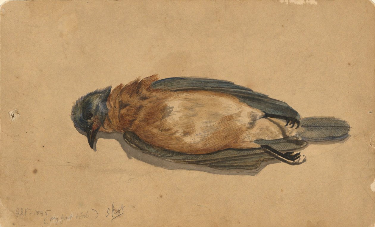 Dode vogel door John La Farge