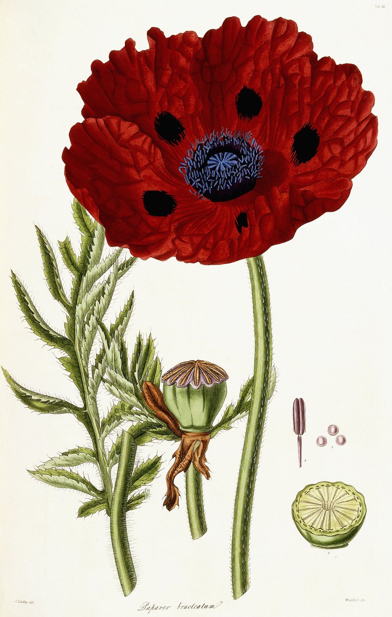 Papaver Bracteatum, 1821-1826 door John Lindley